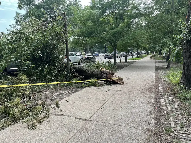 Storm & Emergency Tree Cleanup in Greensboro and the NC Triad