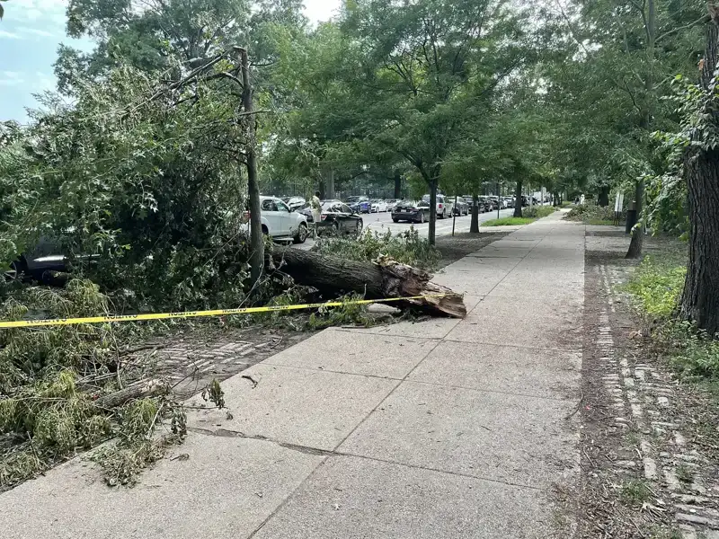 Storm & Emergency Tree Cleanup in Greensboro and the NC Triad